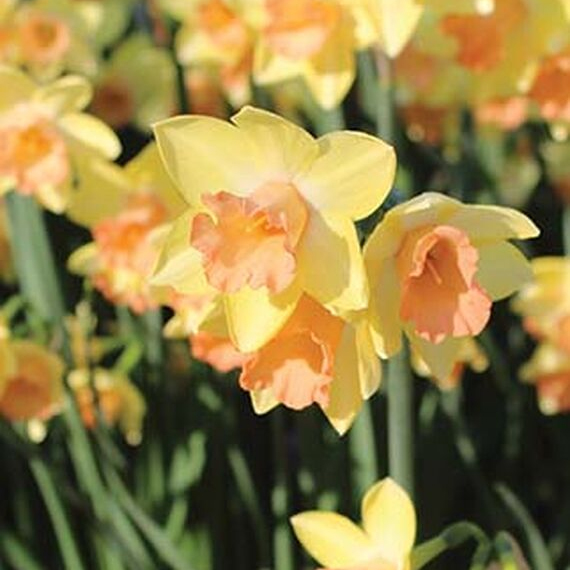 Burpee Daffodil, Blushing Lady