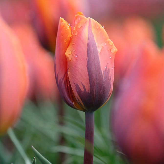 Tulip 'Princess Irene' Bulbs