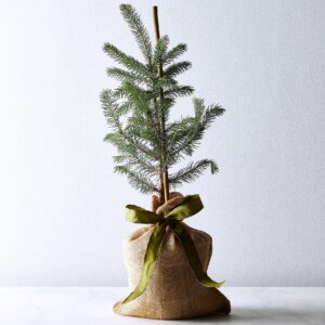 Food52 Blue Spruce Sapling Potted Christmas Tree