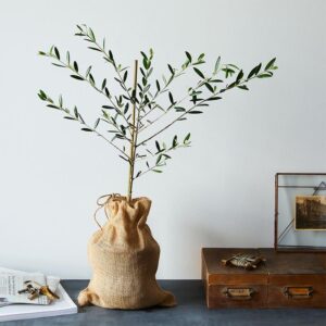 Food52 Olive Tree