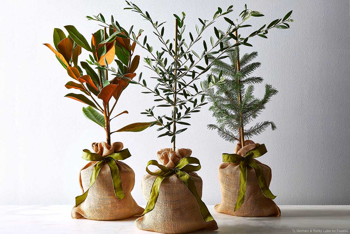 How To Buy And Care For A Potted Christmas Tree