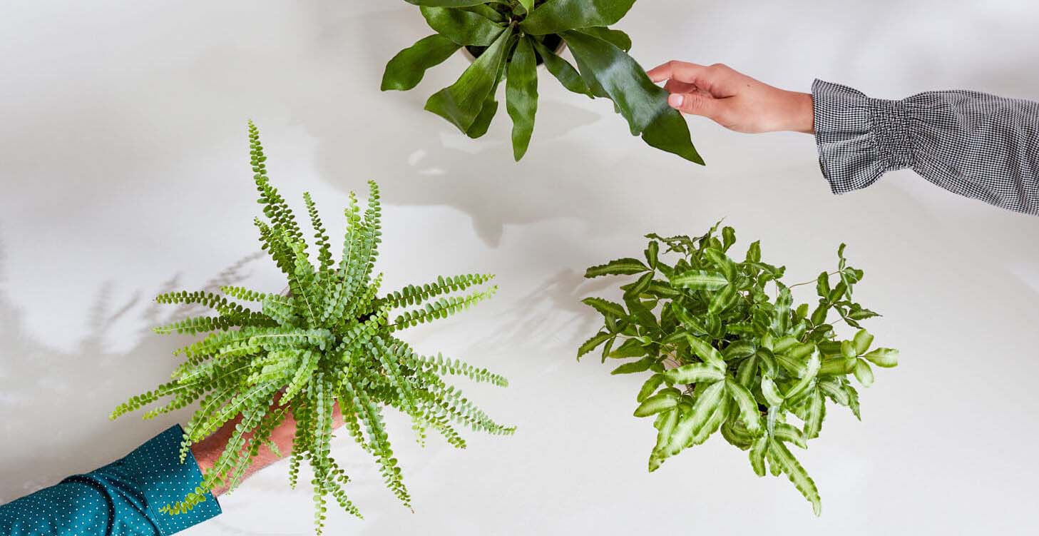 Bring The Outdoors Inside With Plants You Can Buy Online