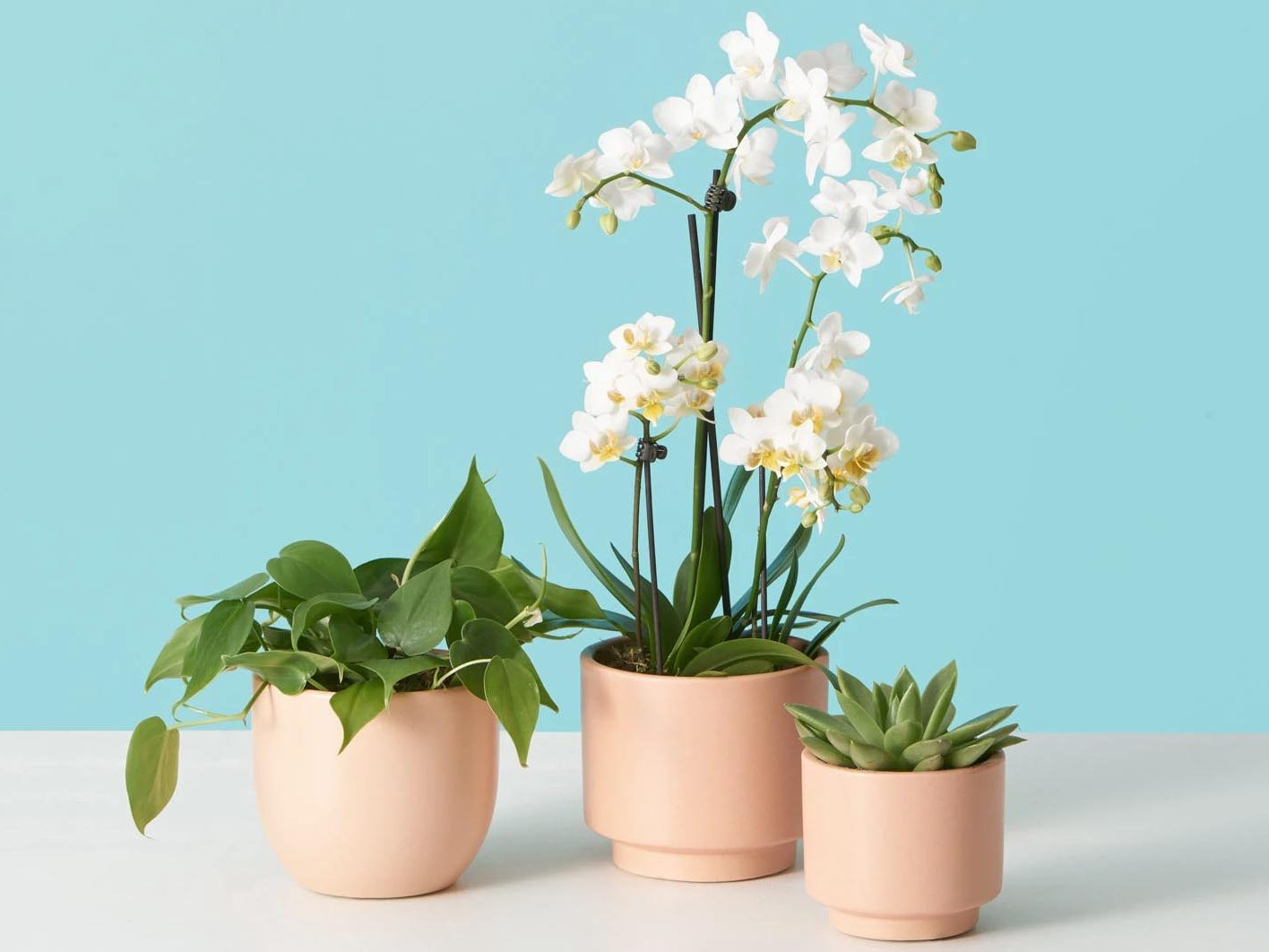 How To Keep Your Plants Looking As Good As They Did In The Store