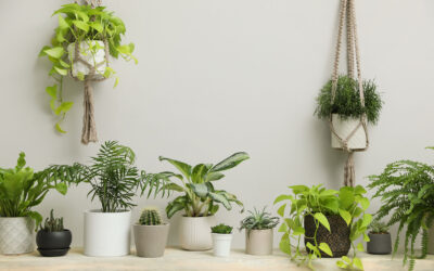 Where To Buy Houseplants Online